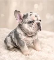 Ziggy, a male French Bulldog for sale in Bentonville, AR – 6 of 7