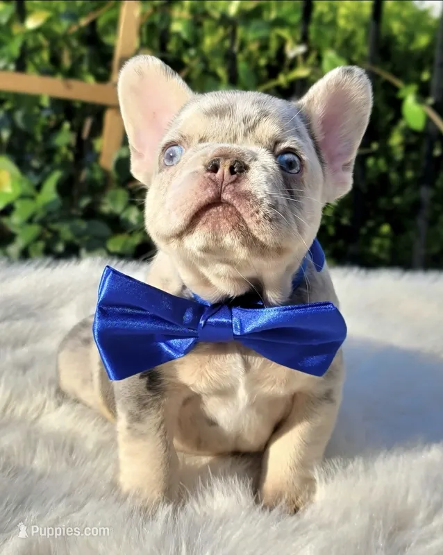 Ziggy – French Bulldog puppy for sale in Bentonville, AR