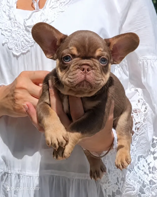 Cappuccino  – French Bulldog puppy for sale in Bentonville, AR