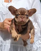 Cappuccino , a male French Bulldog for sale in Bentonville, AR – 2 of 8