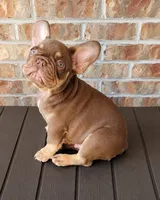 Cappuccino , a male French Bulldog for sale in Bentonville, AR – 7 of 8