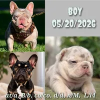 Winston , a male French Bulldog for sale in Bentonville, AR – 5 of 5