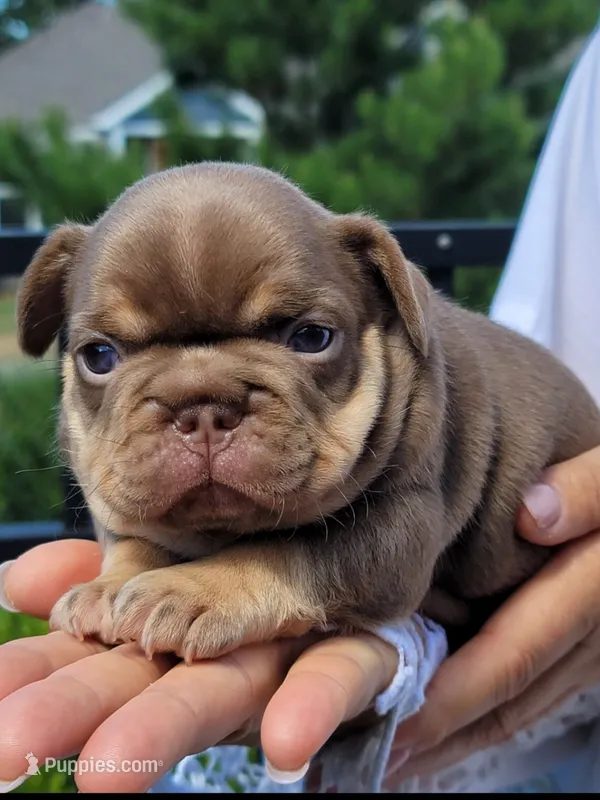Rolex  – French Bulldog puppy for sale in Bentonville, AR