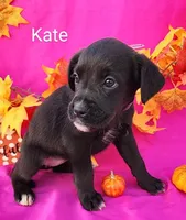 Kate, a female Boxer for sale in Spencerville, IN – Photo 1 of 4