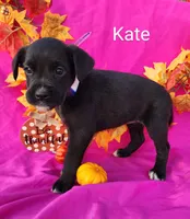 Kate, a female Boxer for sale in Spencerville, IN – Photo 4 of 4