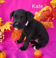 Kate, a female Boxer for sale in Spencerville, IN – Photo 2 of 4
