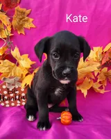 Kate, a female Boxer for sale in Spencerville, IN – Photo 3 of 4