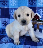 Snowflake, a male Golden Retriever for sale in Spencerville, IN – Photo 4 of 4