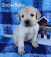 Snowflake, a male Golden Retriever for sale in Spencerville, IN – Photo 3 of 4