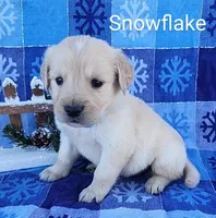 Snowflake, a male Golden Retriever for sale in Spencerville, IN – Photo 2 of 4
