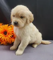 Willy, a male Golden Retriever for sale in Spencerville, IN – Photo 4 of 4