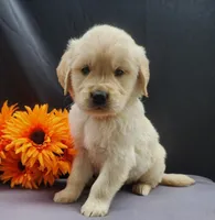 Willy, a male Golden Retriever for sale in Spencerville, IN – Photo 1 of 4