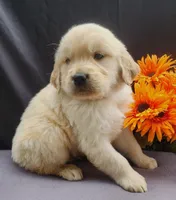 Willy, a male Golden Retriever for sale in Spencerville, IN – Photo 3 of 4
