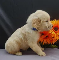 Willy, a male Golden Retriever for sale in Spencerville, IN – Photo 2 of 4