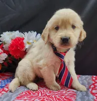 Checo, a male Golden Retriever for sale in Spencerville, IN – Photo 1 of 4