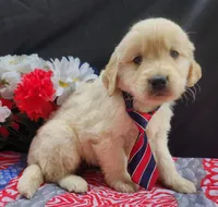 Checo, a male Golden Retriever for sale in Spencerville, IN – Photo 2 of 4