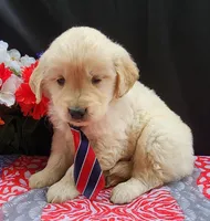 Checo, a male Golden Retriever for sale in Spencerville, IN – Photo 4 of 4