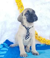 Jordan, a male English Mastiff for sale in Spencerville, IN – Photo 1 of 4