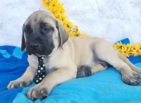 Jordan, a male English Mastiff for sale in Spencerville, IN – Photo 3 of 4