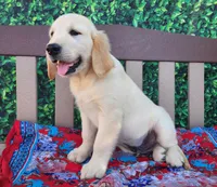 Bruno, a male Golden Retriever for sale in Spencerville, IN – Photo 1 of 3