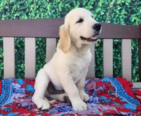 Bruno, a male Golden Retriever for sale in Spencerville, IN – Photo 2 of 3