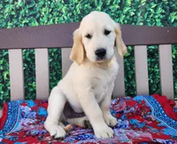 Bruno, a male Golden Retriever for sale in Spencerville, IN – Photo 3 of 3