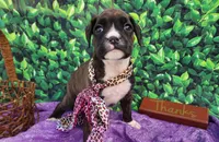 Kyla, a female Boxer for sale in Spencerville, IN – Photo 3 of 4