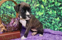 Kyla, a female Boxer for sale in Spencerville, IN – Photo 4 of 4