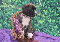 Kyla, a female Boxer for sale in Spencerville, IN – Photo 1 of 4