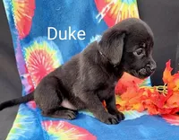 Duke, a male Boxer for sale in Spencerville, IN – Photo 2 of 4