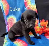 Duke, a male Boxer for sale in Spencerville, IN – Photo 3 of 4