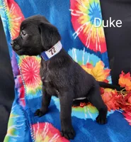 Duke, a male Boxer for sale in Spencerville, IN – Photo 4 of 4