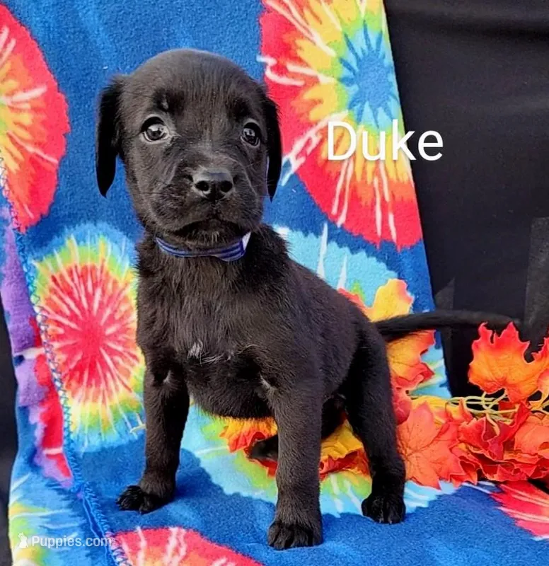 Duke