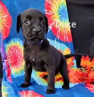 Duke, a male Boxer for sale in Spencerville, IN – Photo 1 of 4