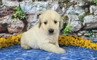 Landon, a male Golden Retriever for sale in Spencerville, IN – Photo 3 of 4