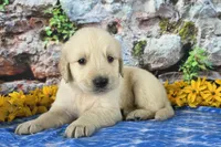 Landon, a male Golden Retriever for sale in Spencerville, IN – Photo 2 of 4