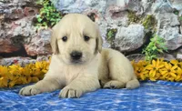 Landon, a male Golden Retriever for sale in Spencerville, IN – Photo 1 of 4