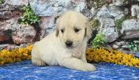 Landon, a male Golden Retriever for sale in Spencerville, IN – Photo 4 of 4