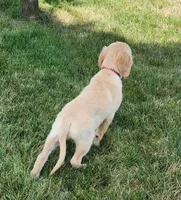 Buffy, a male Golden Retriever for sale in Spencerville, IN – Photo 4 of 5