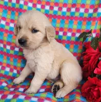 Buffy, a male Golden Retriever for sale in Spencerville, IN – Photo 3 of 5