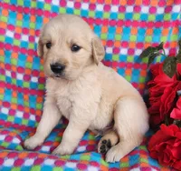 Buffy, a male Golden Retriever for sale in Spencerville, IN – Photo 2 of 5