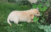 Buffy, a male Golden Retriever for sale in Spencerville, IN – Photo 5 of 5