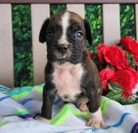 Mack, a male Boxer for sale in Spencerville, IN – Photo 1 of 4