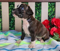 Mack, a male Boxer for sale in Spencerville, IN – Photo 3 of 4