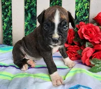 Mack, a male Boxer for sale in Spencerville, IN – Photo 4 of 4