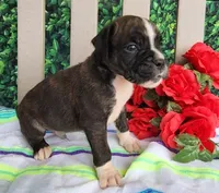 Mack, a male Boxer for sale in Spencerville, IN – Photo 2 of 4