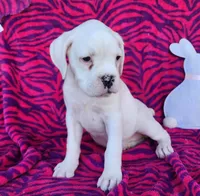 Cloud, a female Boxer for sale in Spencerville, IN – Photo 5 of 5