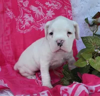 Cloud, a female Boxer for sale in Spencerville, IN – Photo 3 of 5