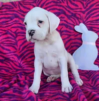 Cloud, a female Boxer for sale in Spencerville, IN – Photo 4 of 5