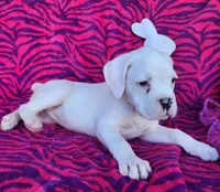 Cloud, a female Boxer for sale in Spencerville, IN – Photo 2 of 5